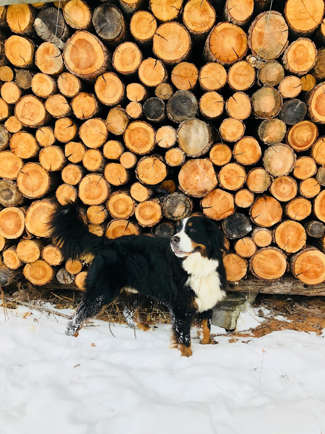 Bernese Mountain Dogs